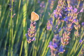 butterfly AND Lavender