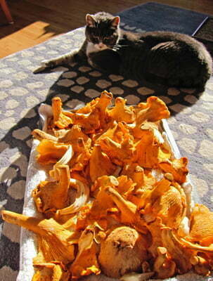 chanterelle mushrooms & cat